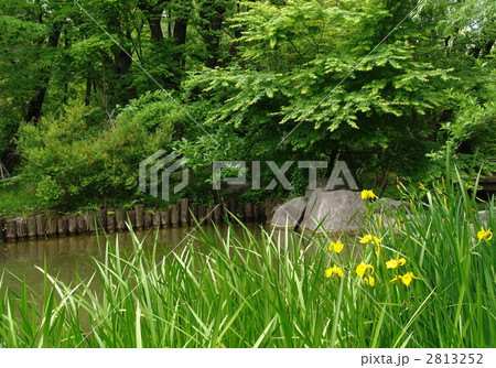 5月　キショウブ・アヤメ科09 2813252