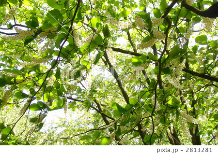 5月　ハクウンボク・エゴノキ科05 2813281