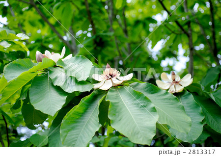 朴の木 2813317