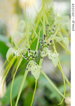 ブラッシア・ベルコーサ  2813328