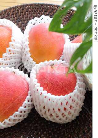 アップルマンゴー 2813649