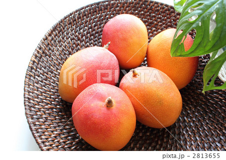 アップルマンゴー 2813655