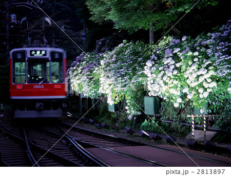 箱根登山鉄道とアジサイ 箱根登山鉄道とアジサイ 2813897
