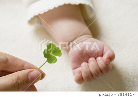 幸せをどうぞ　四葉のクローバー 2814117