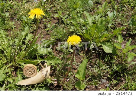 たんぽぽとかたつむり 2814472