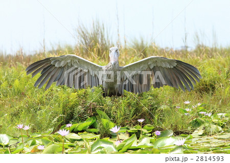 ハシビロコウの威嚇 2814593