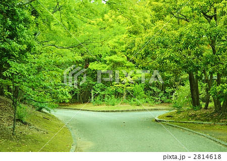 別れ道の写真素材