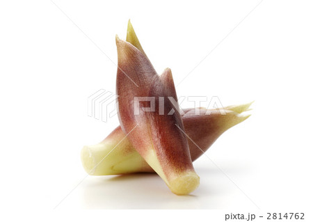 ミョウガ ミョウガ 2814762