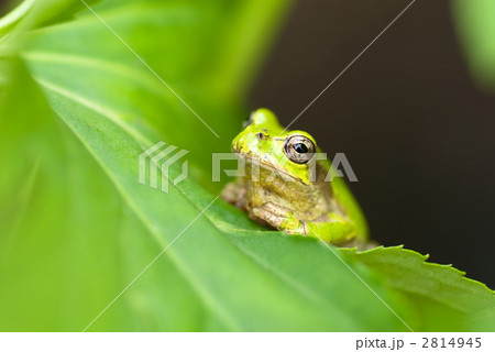 アマガエル 2814945