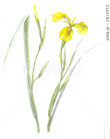 黄菖蒲 キショウブのイラスト素材