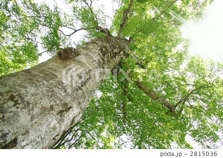 白神山地の新緑のマザーツリー 2815036