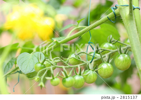 すずなりのミニトマト 2815137