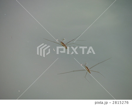 オオアメンボ オオアメンボ 2815276