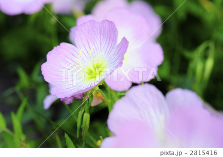 ヒルザキツキミソウ ヒルザキツキミソウ 2815416