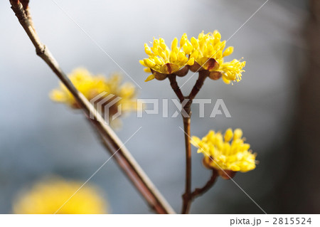 サンシュユの花 サンシュユの花 2815524