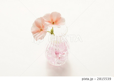 かわいい花瓶の写真素材