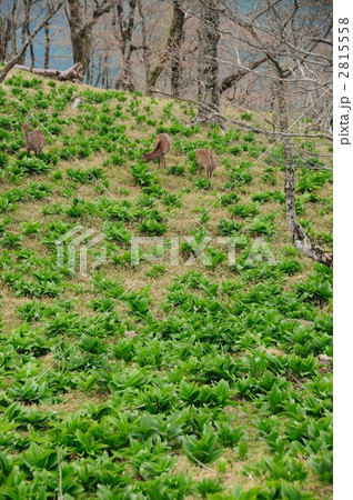 バイケイソウと鹿 2815558