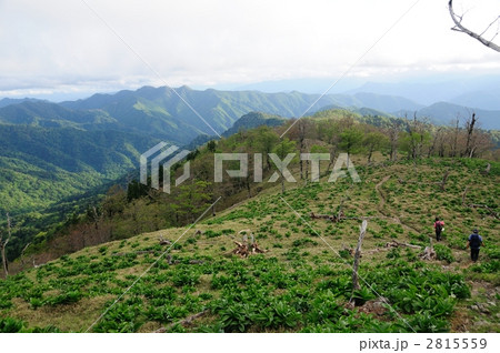 バイケイソウの咲く大峰 2815559