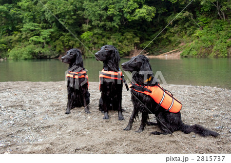 フラット・コーテッド・レトリーバー 2815737