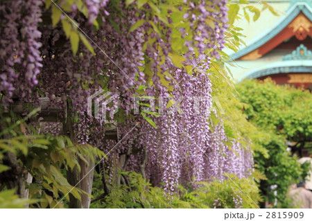 藤の花 (亀戸天神) 2815909
