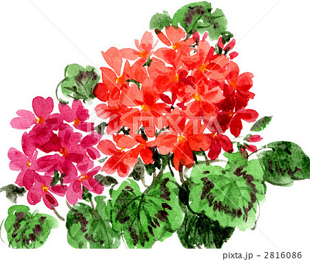 geranium1163pix 2816086