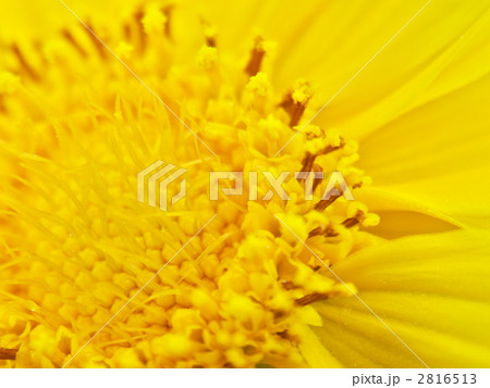 キンケイギクの花びら 2816513