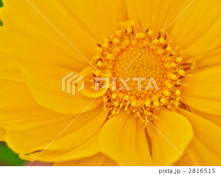 キンケイギクの花びら 2816515