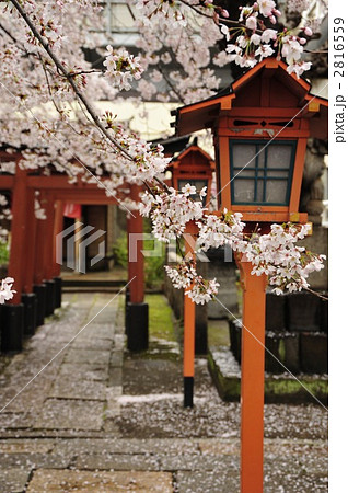 京都　六孫王神社の桜 2816559