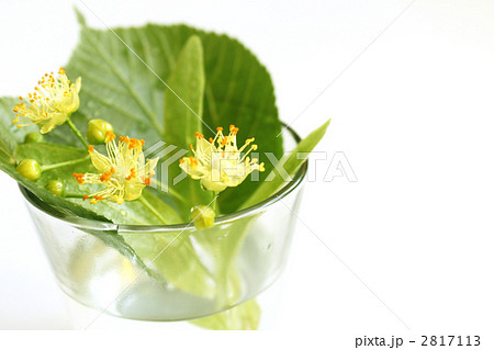 菩提樹 菩提樹 2817113