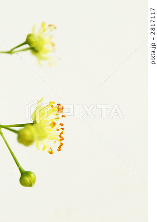 菩提樹 2817117