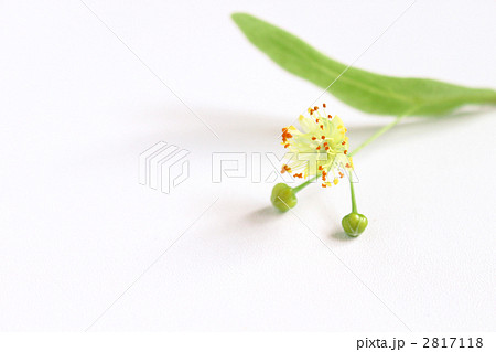 菩提樹 菩提樹 2817118