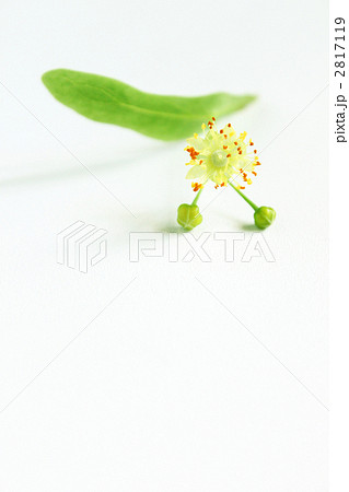 菩提樹 菩提樹 2817119