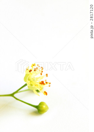 菩提樹 2817120