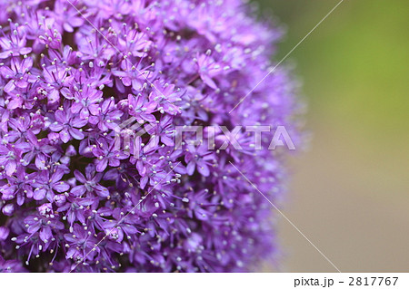 アリウム・ギガンチウム 2817767