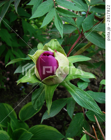 牡丹　つぼみ 2817822