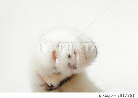 ネコの手 ネコの手 2817861