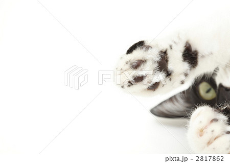 ネコの手 2817862