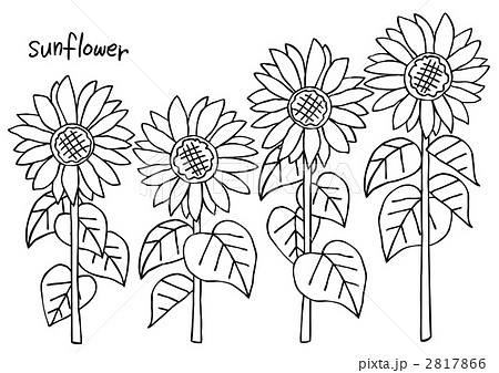 Sunflowerラフのイラスト素材
