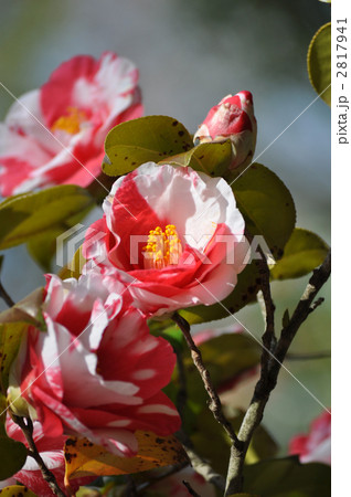 紅白の椿 2817941