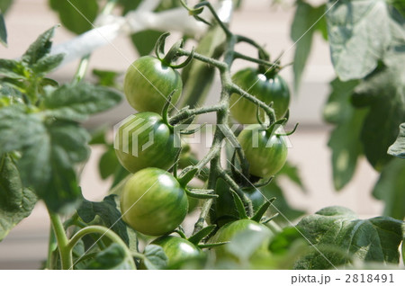 ミニトマト栽培 2818491