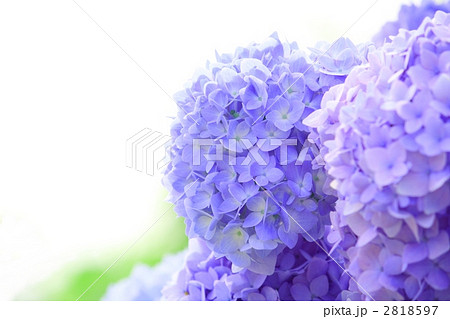 紫陽花 2818597