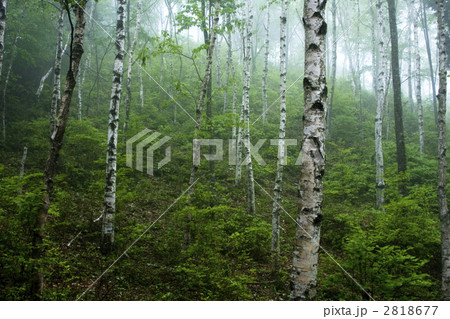 霧の白樺林 霧の白樺林 2818677