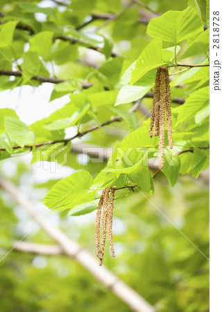 シラカバの雄花 2818728