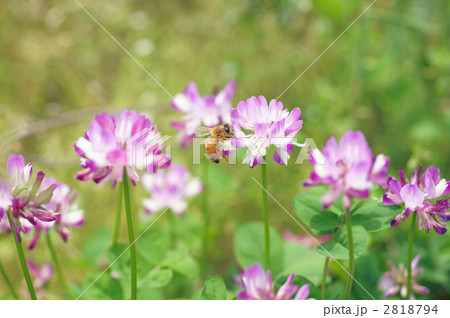 蓮華とミツバチ 2818794