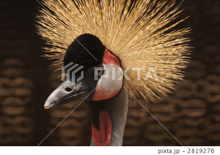 ホオジロカンムリヅル ホオジロカンムリヅル 2819276