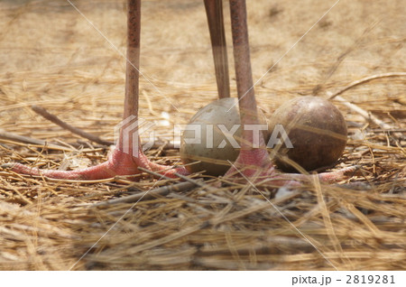 袖黒鶴とたまご 2819281