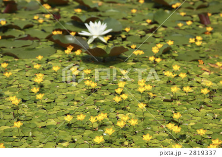 アサザ アサザ 2819337