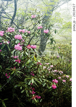大台ケ原の石楠花 2819427