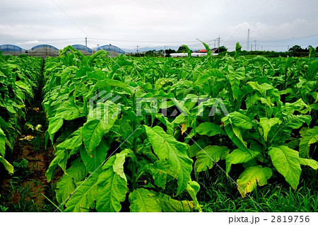 葉たばこ 2819756