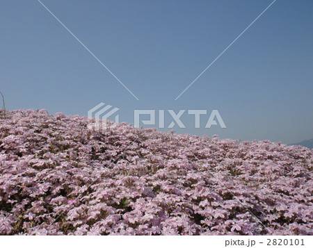 芝桜 2820101